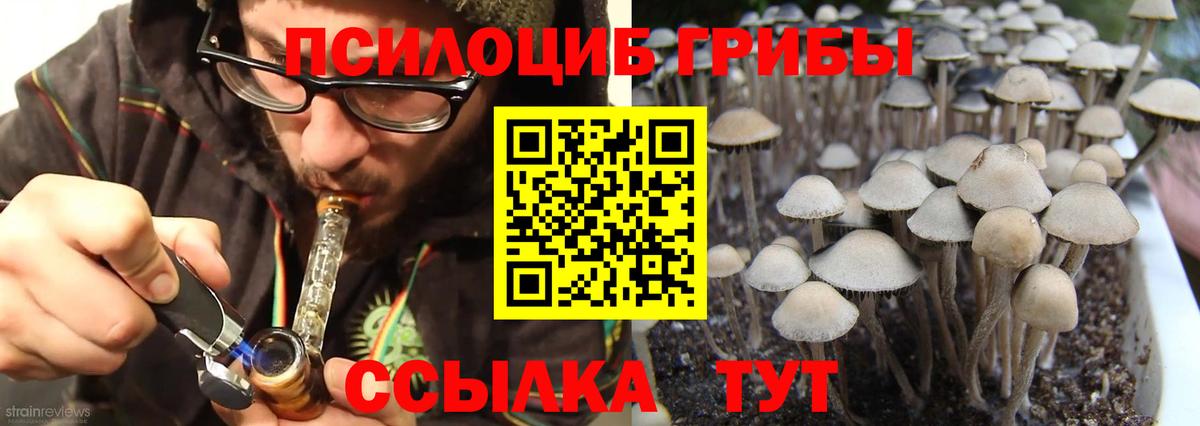 Галлюциногенные грибы Cubensis  продажа наркотиков  Тайшет  Вход с VPN  Псилоцибиновые грибы Cubensis 